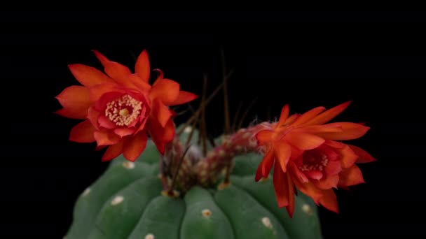 Flor Colorida Vermelha Timelapse Blooming Cactus Opening Fast Motion Time — Vídeo de Stock