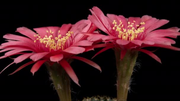 Fleur Rose Colorée Timelapse Cactus Fleurs Ouverture Fast Motion Time — Video