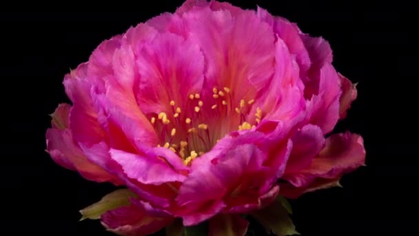 Timelapse Flores Color Rosa Cactus Flor Apertura Lapso Tiempo Movimiento — Vídeos de Stock