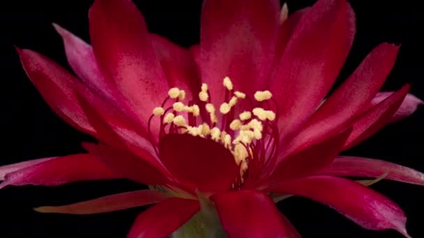 Rode Kleurrijke Bloem Timelapse Van Bloeiende Cactus Opening Fast Motion — Stockvideo