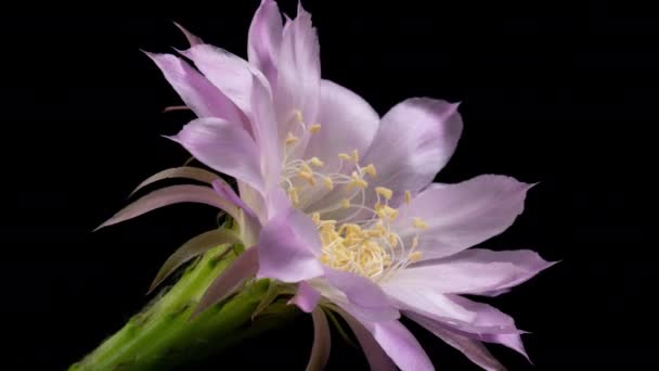 Pink Colorful Flower Timelapse Blooming Cactus Opening Fast Motion Time — Stockvideo