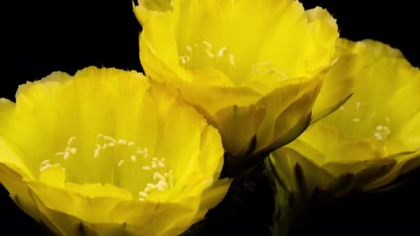 Pink Colorful Flower Timelapse Blooming Cactus Opening Fast Motion Time — Video Stock