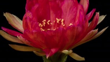 Blooming Cactus 'un Pembe Renkli Çiçek Zaman Açılma Kaktüsü Açma / 4k hızlı hareket zamanı hızla geçen kaktüs çiçeği / Kaktüs çiçeklerinin açtığını gösteren video zaman laboratuvar teknikleri kullanılarak filme alınmıştır.
