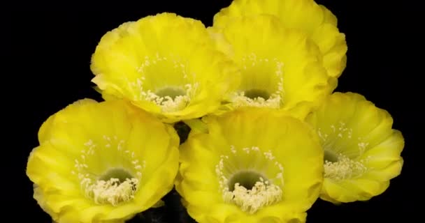 开花仙人掌绽放的色彩艳丽的花朵时间间隔 4K开花仙人掌绽放的快速运动时间间隔 用时间实验室技术拍摄的仙人掌绽放的视频 — 图库视频影像