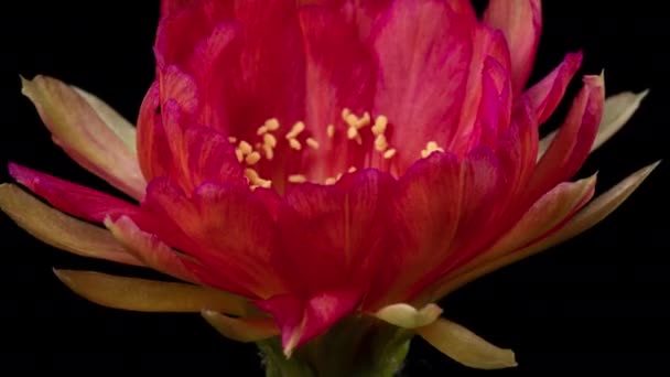 ピンク色の花サボテン開花のタイムラプス開花サボテンの開花 4Kの高速運動時間経過 サボテンの花の開花を示すビデオ タイムラボ技術を使用して撮影 — ストック動画