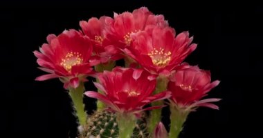 Blooming Cactus 'un Pembe Renkli Çiçek Zaman Açılma Kaktüsü Açma / 4k hızlı hareket zamanı hızla geçen kaktüs çiçeği / Kaktüs çiçeklerinin açtığını gösteren video zaman laboratuvar teknikleri kullanılarak filme alınmıştır.