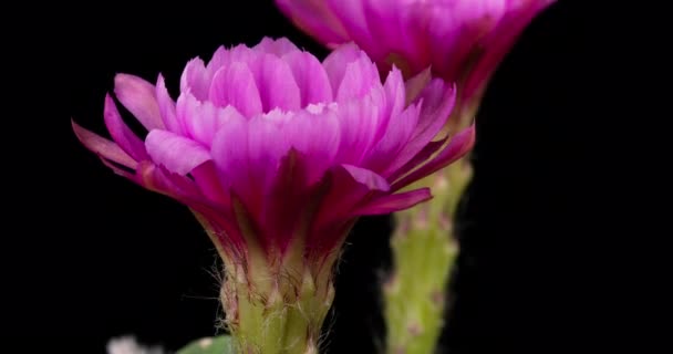 Pink Colorful Flower Timelapse Blooming Cactus Opening Fast Motion Time — стоковое видео
