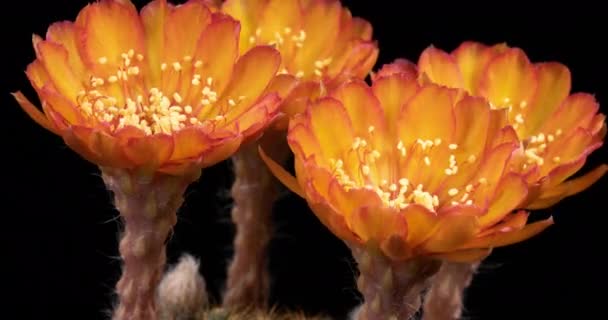 Pink Colorful Flower Timelapse Blooming Cactus Opening Fast Motion Time — Stockvideo