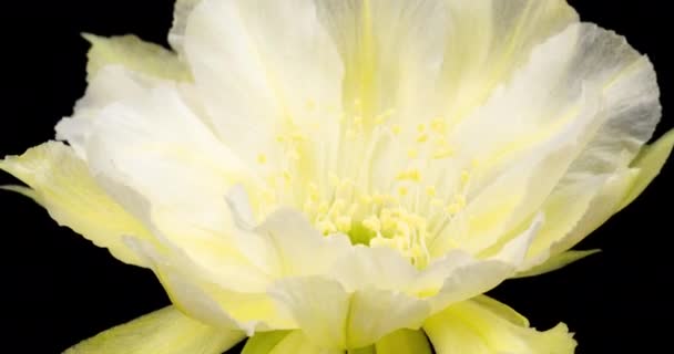 Fleur rose colorée Timelapse de cactus en fleurs Ouverture / 4k fast motion time lapse d'une fleur de cactus en fleurs / Vidéo montrant la floraison des fleurs de cactus, Filmé à l'aide de techniques de laboratoire temporel 