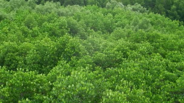 Vista Tropical Mangrove Forest Tailândia Slow Motion Shooting Com Câmera — Vídeo de Stock