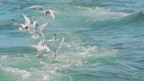 Πτηνά Γλάρου Που Πετούν Στη Θάλασσα Αργή Κίνηση Γυρίσματα Κάμερα — Αρχείο Βίντεο
