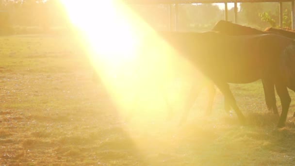 Troupeau Chevaux Mouvement Lent Sur Lumière Soleil Prise Vue Avec — Video