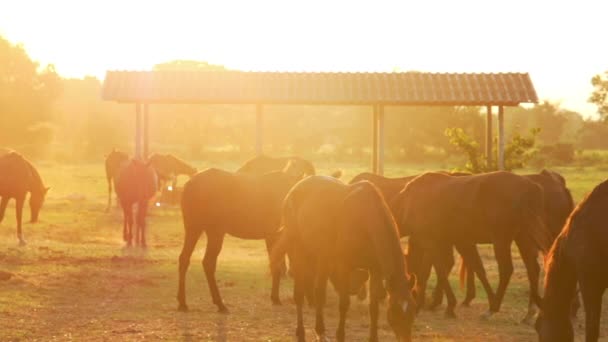 Troupeau Chevaux Mouvement Lent Sur Lumière Soleil Prise Vue Avec — Video