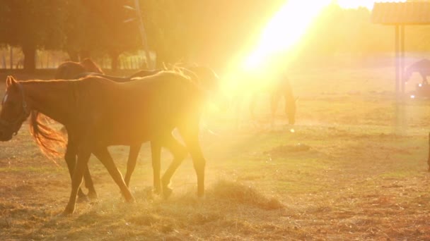 Stado Koni Slow Motion Sun Light Fotografowanie Szybką Kamerą — Wideo stockowe