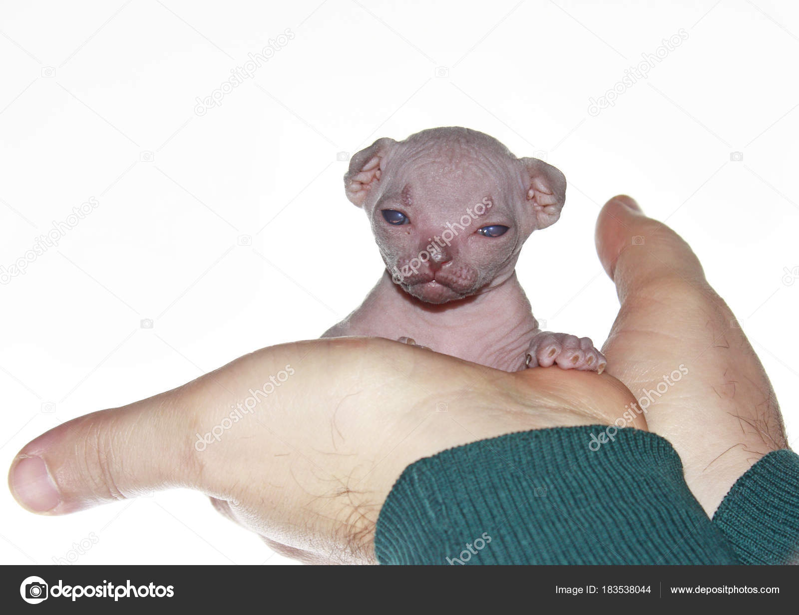 Male hands gently hold a newborn kitten of the canadian Sphynx. ⬇ Stock Photo, Image by © fotoas13 #183538044 Male hands gently hold a newborn kitten of the canadian Sphynx. ⬇ Stock Photo, Image by © fotoas13 #183538044