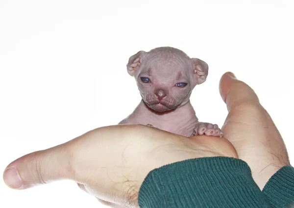 Male hands gently hold a newborn kitten of the canadian Sphynx. — Stock Photo, Image