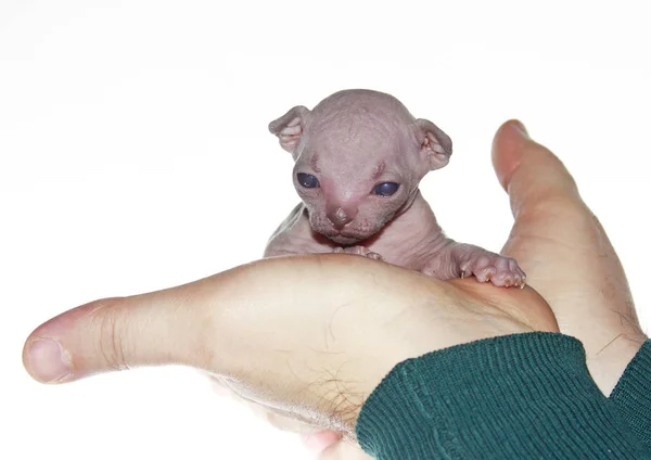 Little cute canadian Sphynx kitten is in the hands of a man — Stock Photo, Image