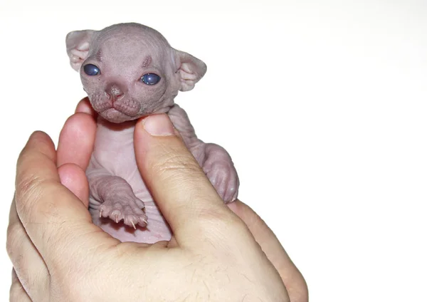 Homens mãos segurando suavemente um bonito Sphynx kittenCute recém-nascido canadense Sphynx confortavelmente encontra-se em mãos masculinas fortes — Fotografia de Stock