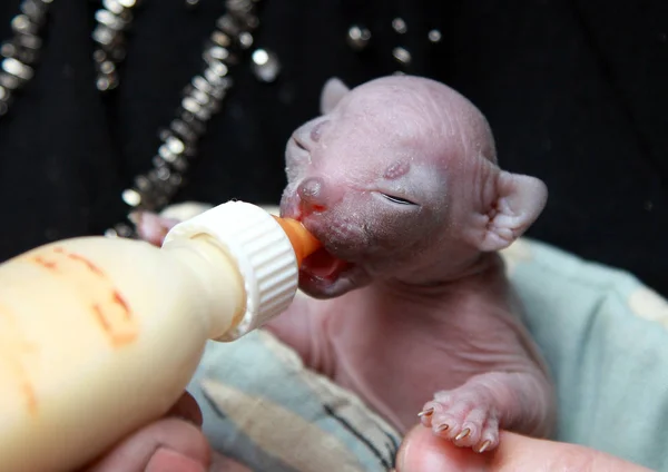 A hungry newborn Sphynx is drinking milk from bottle — Stock Photo, Image