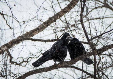 İki Kuzgunlar oturmak ve bir ağaç dalı kışın öpücük