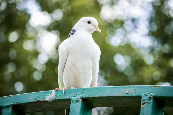 울타리에 앉아 잘생긴 흰색 비둘기. — 스톡 사진