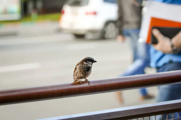 GavilaVerano en la ciudad.Gorrión sentado en una valla de carretera, pasar por delante de algunos peatones . —  Fotos de Stock