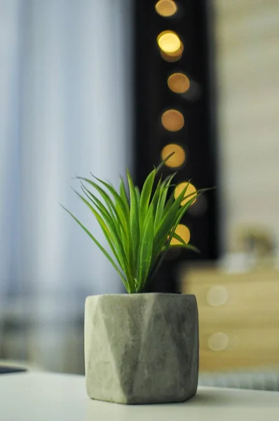 Green decoration flowerpot in the room. Decor grass in pot at the table.