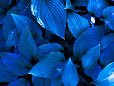 Tropik büyük yapraklar bitki arka planında. Klasik mavi 2020 rengi. 