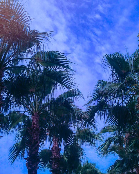 Allée de palmiers sur la couleur bleue classique de l'année 2020 ciel de fond — Photo