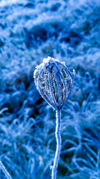 Macro fleur gelée et herbe avec de la neige tonifiée par le bleu classique — Photo
