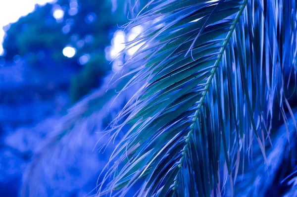 Colore dell'anno 2020 classico sfondo blu di foglia di palma — Foto Stock