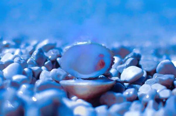 Klassisk blå färg av snäckskal på stranden småsten nära havet — Stockfoto