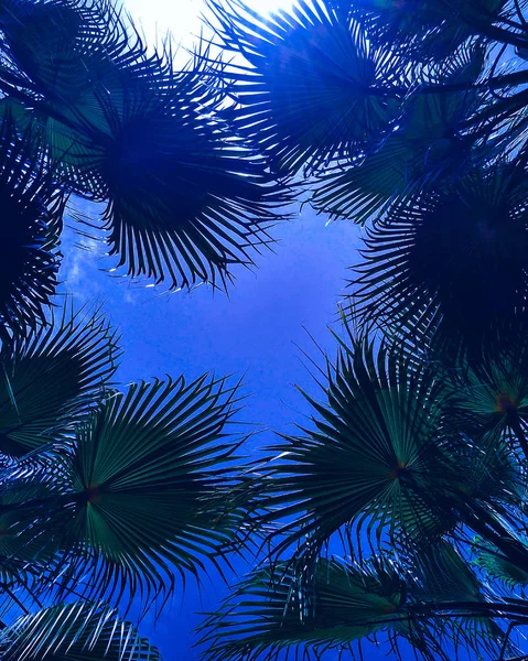 Palmová ulička na klasické modré barvě roku 2020 pozadí oblohy — Stock fotografie