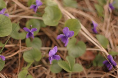 Güzel bahar mor viyola Ormanda vahşi nonoş çiçeği 