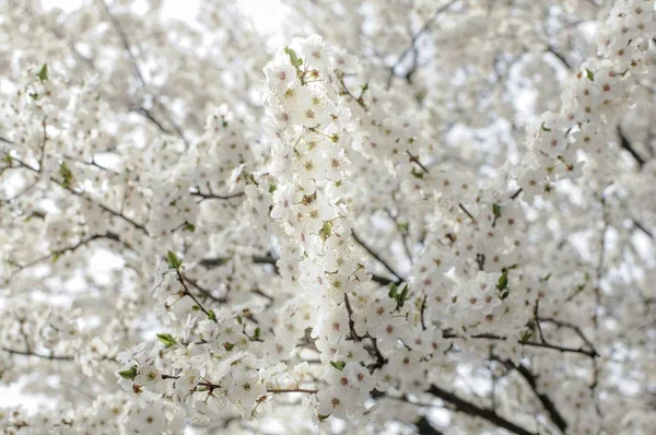 Το δέντρο ανθίζει. Λουλούδια από άνθη κερασιάς την ανοιξιάτικη μέρα — Φωτογραφία Αρχείου