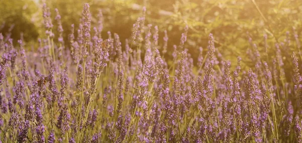 Hermosa flor de lavanda púrpura en el campo con mariposas —  Fotos de Stock