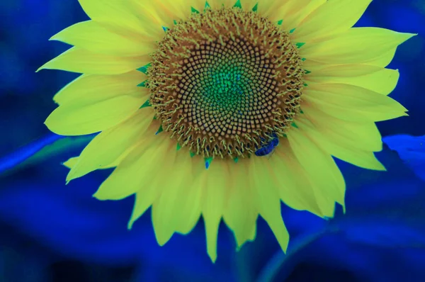 Girasole giallo nel campo su sfondo blu. Colore classico blu in natura — Foto Stock