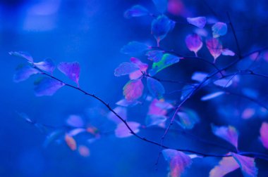 Dal üzerinde renkli neon yapraklar. Klasik mavi ile yumuşatılmış odak arkaplanı