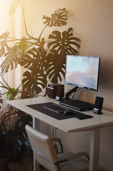 Home Workplace Quarantine Time Stand Table Homeplant Big Monstera — Stock Photo, Image