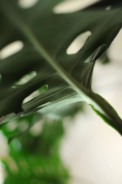 Gros Plan Arbre Plante Origine Monstera Avec Lumière Soleil Palmier — Photo