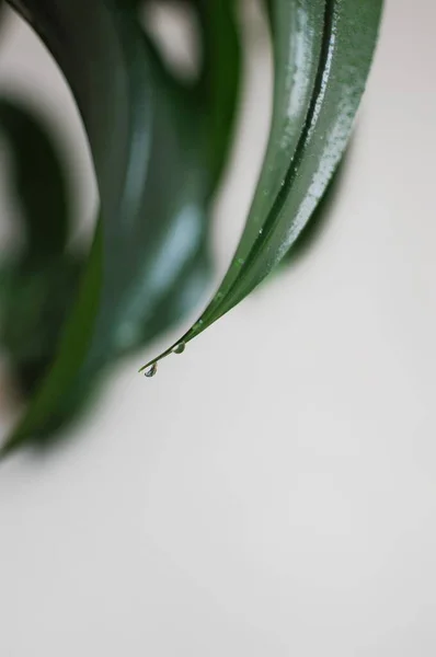 Primer plano de la gota de agua sobre las hojas de eucaristía. Interior limpio moderno con planta casera — Foto de Stock