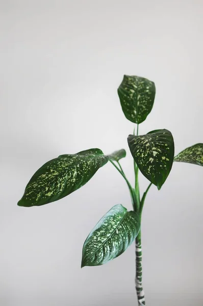 Design in stile minimale della pianta domestica dieffenbachia con spazio vuoto per la copia del testo — Foto Stock