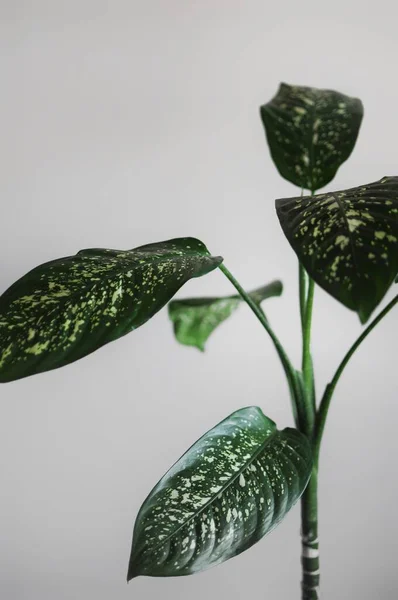 Primo piano della pianta dieffenbachia casa. Interior design moderno con posto per il testo — Foto Stock