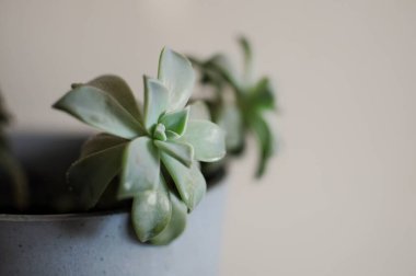 Sulu ofis bitkisinin kapağını kapatın. Modern tarz iç mekan. Metin için yer