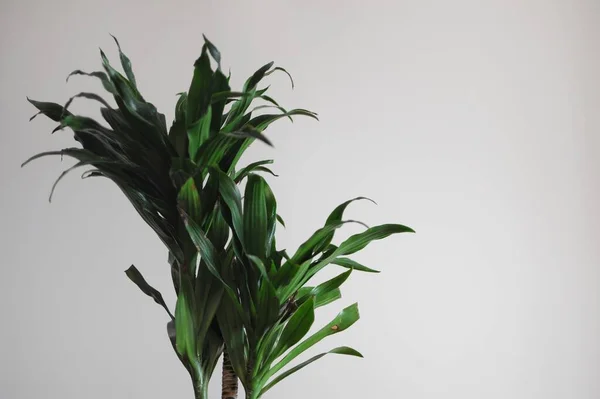 Dracaena fragrans home plant. Minimal modern style design with place for text