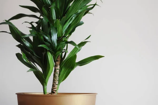 Close up of dracaena fragrans home plant. Minimal style design. Place for text — Stock Photo, Image