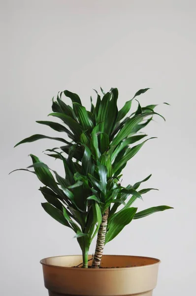 Modern interior with dracaena fragrans. Minimal style design home plant. — Stock Photo, Image