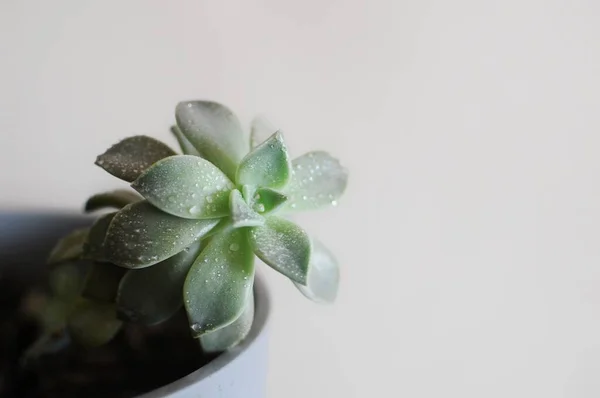 Primo piano di succulenta pianta da ufficio. Interni in stile moderno. Posto per testo — Foto Stock