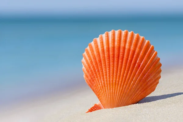 海水蛤蟆 海洋双壳软体动物 的橙色色彩艳丽的鳞片壳 在碧绿的海水和蓝天的白沙滩上 具有左侧复制空间的夏季海滩度假背景 — 图库照片