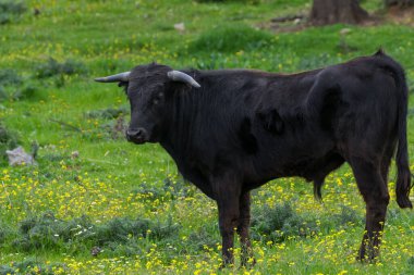 Yarı özgürlükte boğa yetiştirmek için çayırlık